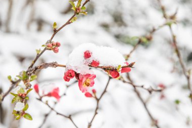 Çiçek dalındaki kar kristalleri. Bahar renklerinde ağaçlara kar yağar.