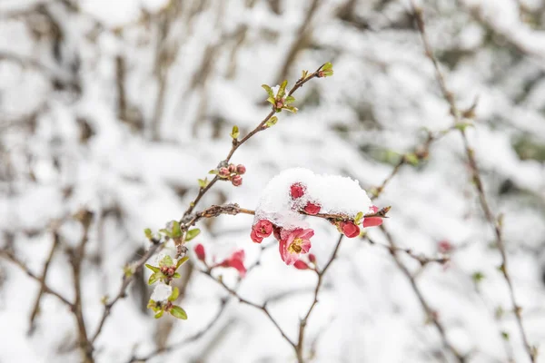 花の枝に雪の結晶 春色の木々の雪 — ストック写真