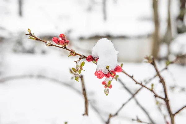 Cristales Nieve Rama Flor Nieve Los Árboles Colores Primaverales —  Fotos de Stock