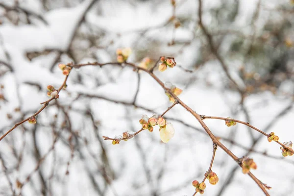 Cristaux Neige Sur Branche Fleur Neige Sur Les Arbres Printemps — Photo