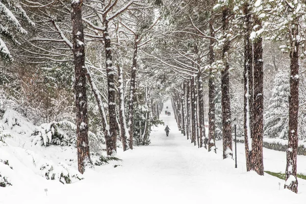 Paysage Hiver Istanbul Arboretum Ataturk Istanbul Turquie — Photo