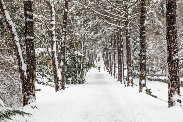 Paysage Hiver Istanbul Arboretum Ataturk Istanbul Turquie — Photo