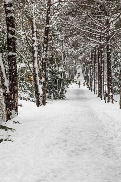 Paysage Hiver Istanbul Arboretum Ataturk Istanbul Turquie — Photo