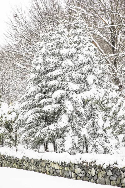 Paysage Hiver Istanbul Arboretum Ataturk Istanbul Turquie — Photo