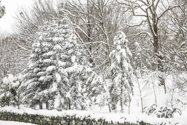 Paysage Hiver Istanbul Arboretum Ataturk Istanbul Turquie — Photo