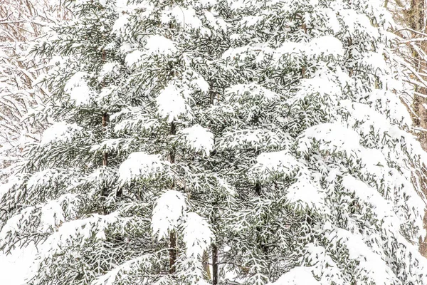 イスタンブールの冬の風景 アトラクト樹木園 イスタンブール トルコ — ストック写真