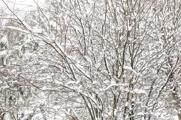 Paysage Hiver Istanbul Arboretum Ataturk Istanbul Turquie — Photo