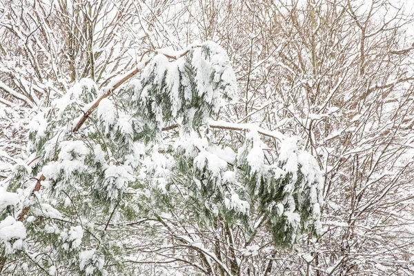 Paisaje Invierno Estambul Ataturk Arboretum Estambul Turquía —  Fotos de Stock