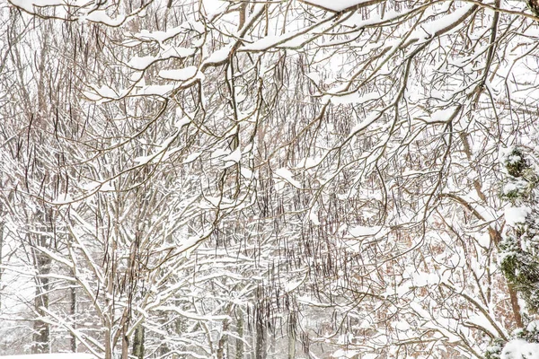 Paysage Hiver Istanbul Arboretum Ataturk Istanbul Turquie — Photo