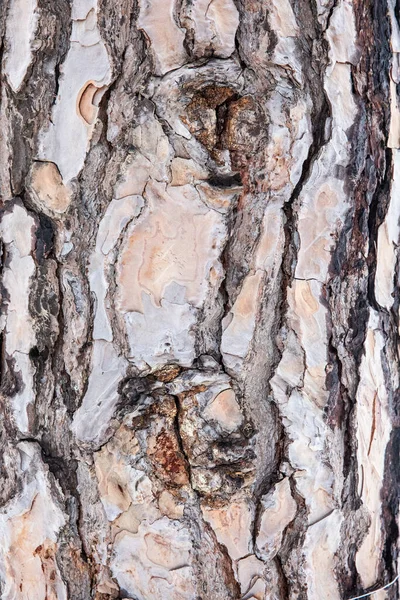 Текстура Кори Соснового Дерева — стокове фото