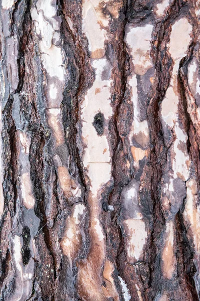 松木树皮结构 — 图库照片