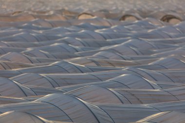 Seralarla dolu yaz manzarası. Bitkiler ve sebzeler için sera. Kırsal tarım tesisi. Güneş altında tekstil serası. Yeşil alanda tünel serası. Yeşil ev yapısı