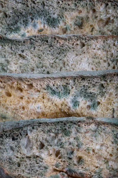 Macrophotography of green mildew on a stale bread. Surface of moldy bread. Spoiled bread with mold. Moldy fungus on rotten bread. Top view
