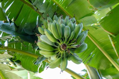 Ağaçtaki organik taze yeşil muz. Ağaçta olgunlaşmamış muz yığını. Muz meyveleri, muz kalbi olarak da bilinen şişkinlikten gelişir, büyük bir sallanan kümede, katmanlardan oluşur..