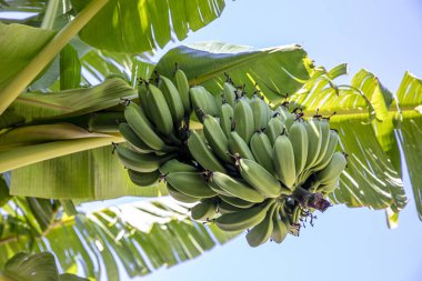 Ağaçtaki organik taze yeşil muz. Ağaçta olgunlaşmamış muz yığını. Muz meyveleri, muz kalbi olarak da bilinen şişkinlikten gelişir, büyük bir sallanan kümede, katmanlardan oluşur..