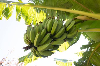 Ağaçtaki organik taze yeşil muz. Ağaçta olgunlaşmamış muz yığını. Muz meyveleri, muz kalbi olarak da bilinen şişkinlikten gelişir, büyük bir sallanan kümede, katmanlardan oluşur..