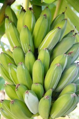 Ağaçtaki organik taze yeşil muz. Ağaçta olgunlaşmamış muz yığını. Muz meyveleri, muz kalbi olarak da bilinen şişkinlikten gelişir, büyük bir sallanan kümede, katmanlardan oluşur..