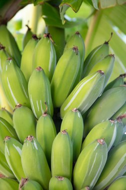 Ağaçtaki organik taze yeşil muz. Ağaçta olgunlaşmamış muz yığını. Muz meyveleri, muz kalbi olarak da bilinen şişkinlikten gelişir, büyük bir sallanan kümede, katmanlardan oluşur..