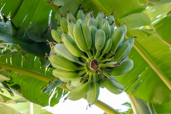 Ağaçtaki organik taze yeşil muz. Ağaçta olgunlaşmamış muz yığını. Muz meyveleri, muz kalbi olarak da bilinen şişkinlikten gelişir, büyük bir sallanan kümede, katmanlardan oluşur..