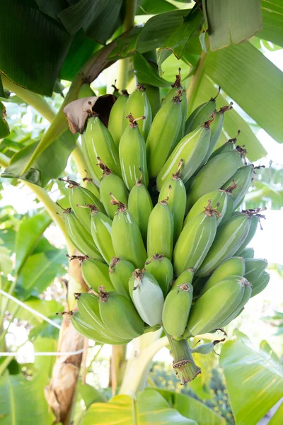 Organic young green banana on a bunch on a tree. Cluster of unripe bananas on a tree. Banana fruits develop from inflorescence also known as banana heart, in a large hanging cluster, made up of tiers.