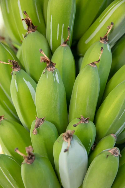 Organikus Fiatal Zöld Banán Egy Fán Egy Rakás Éretlen Banán — Stock Fotó