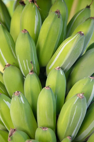 Junge Grüne Bio Banane Auf Einem Strauß Einem Baum Eine — Stockfoto