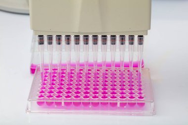 Biyolojik analiz için örnekler içeren 96 kuyu tabakası tutan bilim adamı / Araştırmacı biyomedikal araştırmalar için mikroskopta sıvı örnekleri üretiyor.