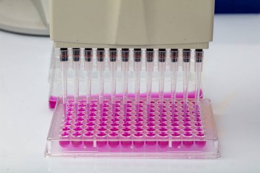 Biyolojik analiz için örnekler içeren 96 kuyu tabakası tutan bilim adamı / Araştırmacı biyomedikal araştırmalar için mikroskopta sıvı örnekleri üretiyor.
