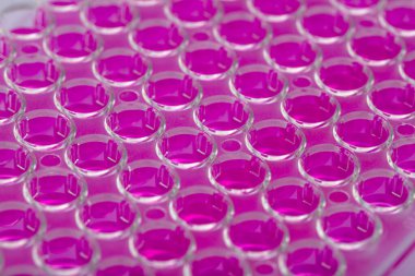 Biyolojik analiz için örnekler içeren 96 kuyu tabakası tutan bilim adamı / Araştırmacı biyomedikal araştırmalar için mikroskopta sıvı örnekleri üretiyor.