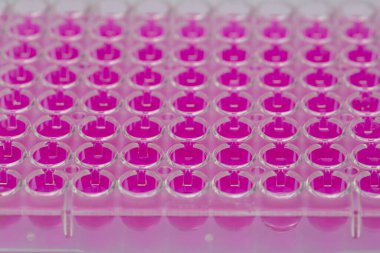 Biyolojik analiz için örnekler içeren 96 kuyu tabakası tutan bilim adamı / Araştırmacı biyomedikal araştırmalar için mikroskopta sıvı örnekleri üretiyor.