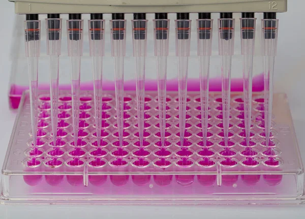 Biyolojik analiz için örnekler içeren 96 kuyu tabakası tutan bilim adamı / Araştırmacı biyomedikal araştırmalar için mikroskopta sıvı örnekleri üretiyor.