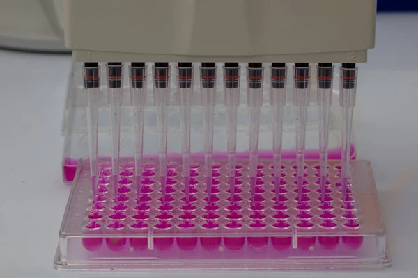 持有96口井板的科学家 该井板上有生物分析样本 研究人员为生物医学研究用微板中液体的穿刺样本 — 图库照片