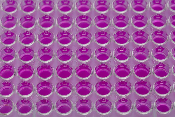 Naukowiec Posiadający Talerzy Studni Próbkami Analizy Biologicznej Badacz Pipety Próbki — Zdjęcie stockowe