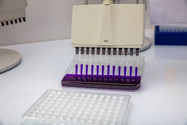 Multi channel pipette loading biological samples in microplate for test in the laboratory / Multichannel pipette load samples in pcr microplate with 96 wells.