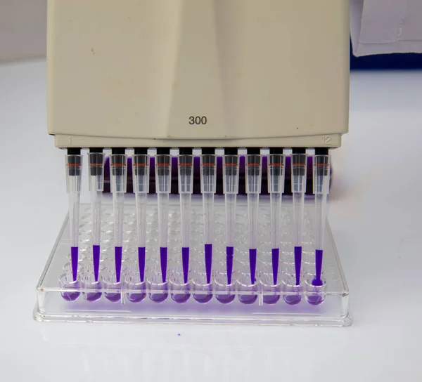 将生物样品装入微板的多通道管道器 供实验室 多通道管道器在有96口井的Pcr微板上测试 — 图库照片