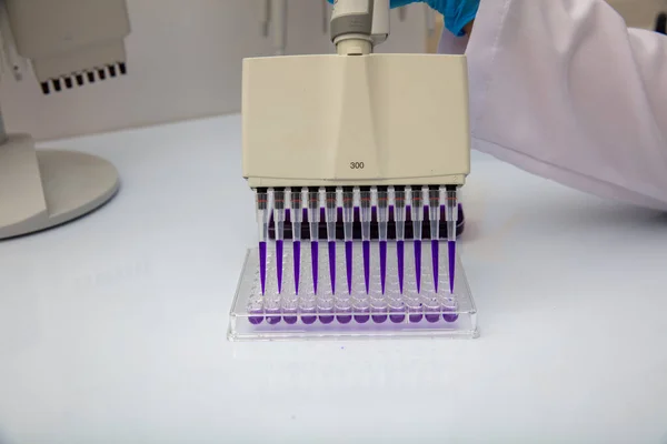 Multi channel pipette loading biological samples in microplate for test in the laboratory / Multichannel pipette load samples in pcr microplate with 96 wells.