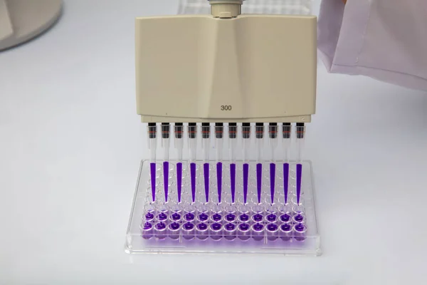 Multi channel pipette loading biological samples in microplate for test in the laboratory / Multichannel pipette load samples in pcr microplate with 96 wells.