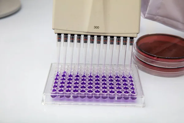 Mehrkanal Pipettenbeladung Biologische Proben Mikroplatte Zum Test Labor Mehrkanal Pipettenbeladung — Stockfoto