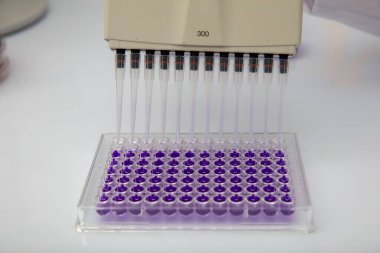 Laboratuvar / Çok kanallı pipet yükleme örneklerinde test için mikro plakaya 96 kuyuya biyolojik örnekler yükleyen çok kanallı pipet..