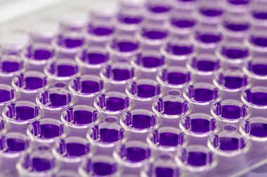 Laboratuvar / Çok kanallı pipet yükleme örneklerinde test için mikro plakaya 96 kuyuya biyolojik örnekler yükleyen çok kanallı pipet..