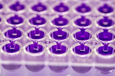 Laboratuvar / Çok kanallı pipet yükleme örneklerinde test için mikro plakaya 96 kuyuya biyolojik örnekler yükleyen çok kanallı pipet..