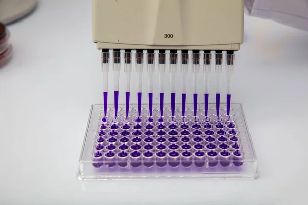 Многоканальный Пипетка Загрузки Биологических Образцов Микропластинку Испытаний Лаборатории Многоканальные Образцы — стоковое фото