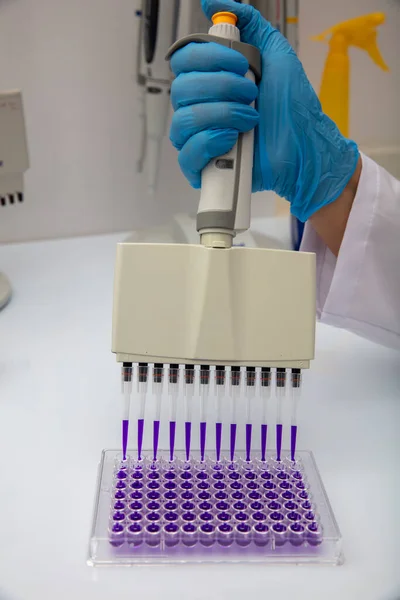 Pipeta Multicanal Cargando Muestras Biológicas Microplaca Para Prueba Laboratorio Pipeta —  Fotos de Stock