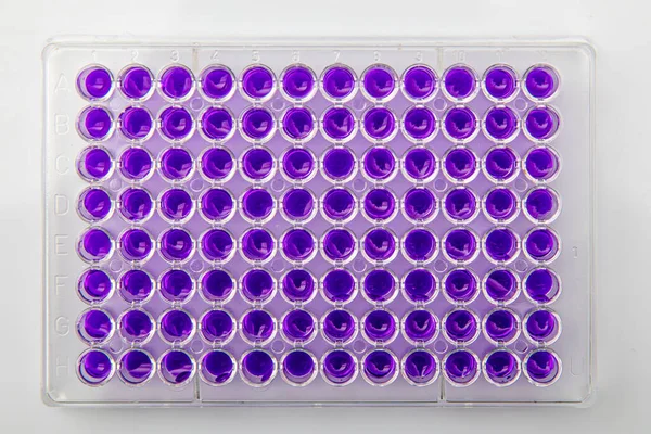Többcsatornás Pipetta Betöltése Biológiai Mintákkal Mikrolemezben Laboratóriumi Vizsgálathoz Többcsatornás Pipetta — Stock Fotó