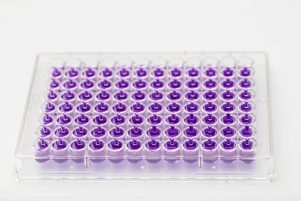 Multi channel pipette loading biological samples in microplate for test in the laboratory / Multichannel pipette load samples in pcr microplate with 96 wells.