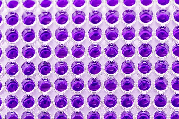 Wielokanałowe Pipety Ładujące Próbki Biologiczne Mikropłytce Badania Laboratorium Wielokanałowe Próbki — Zdjęcie stockowe