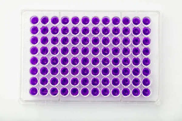 Multi channel pipette loading biological samples in microplate for test in the laboratory / Multichannel pipette load samples in pcr microplate with 96 wells.