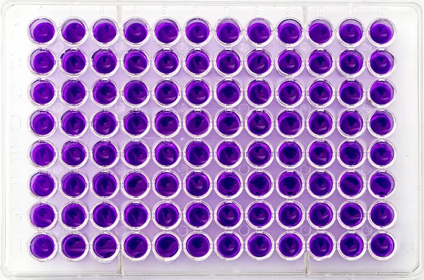 Mehrkanal Pipettenbeladung Biologische Proben Mikroplatte Zum Test Labor Mehrkanal Pipettenbeladung — Stockfoto
