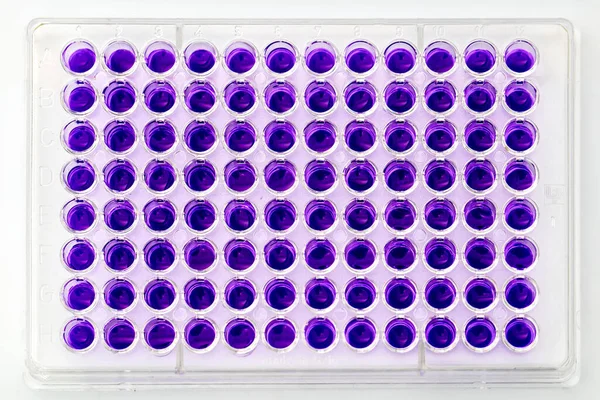 Multi channel pipette loading biological samples in microplate for test in the laboratory / Multichannel pipette load samples in pcr microplate with 96 wells.