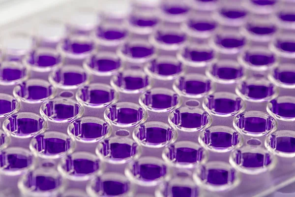 Laboratuvar / Çok kanallı pipet yükleme örneklerinde test için mikro plakaya 96 kuyuya biyolojik örnekler yükleyen çok kanallı pipet..